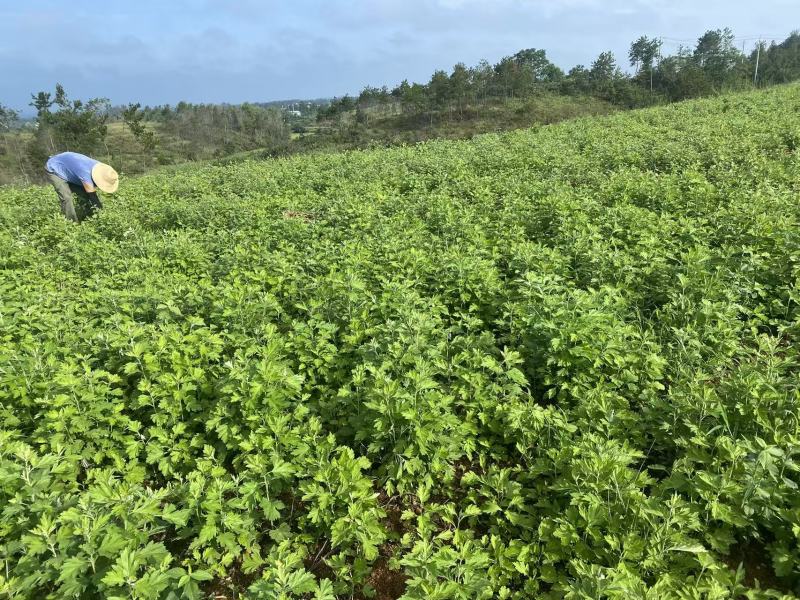 【实力】精品艾草产地直发货源充足保质保量诚信为本