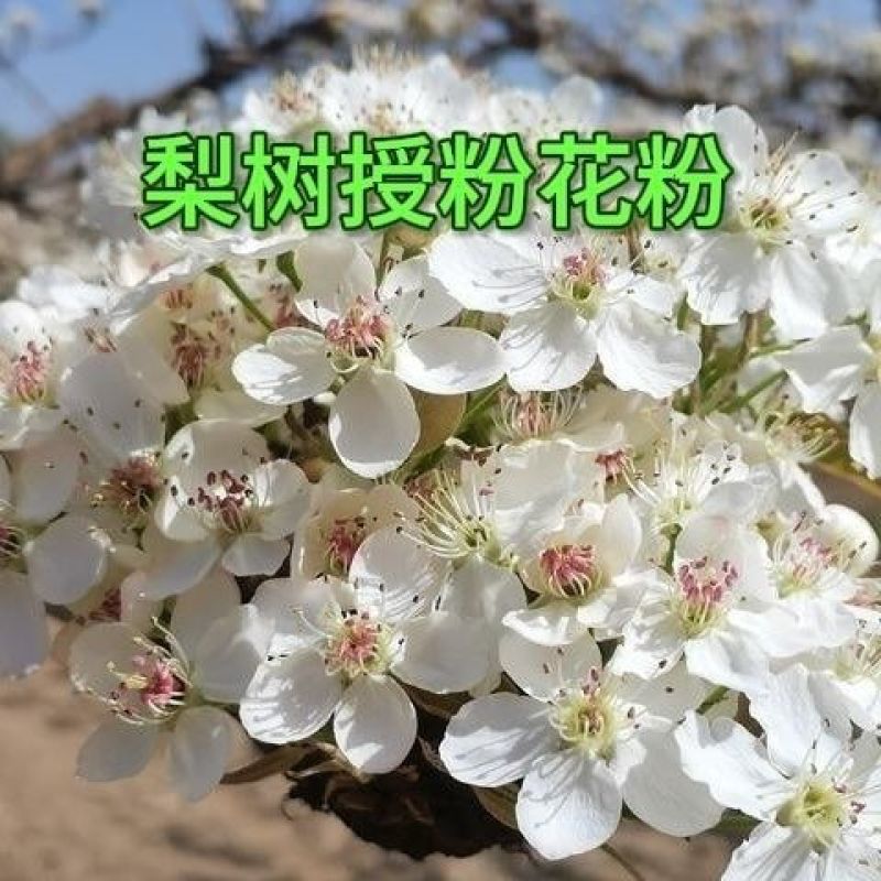 河北赵县花粉加工厂，鸭梨花粉，雪梨花粉，果树授粉专用！！