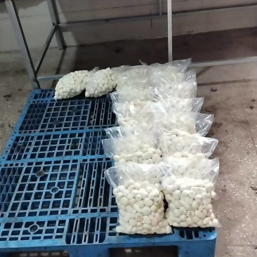 去皮小芋头大量供应品质优可视频看货欢迎咨询来电咨询