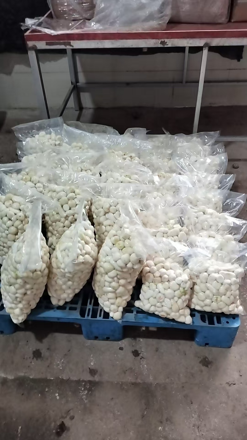 去皮小芋头大量供应品质优可视频看货欢迎咨询来电咨询