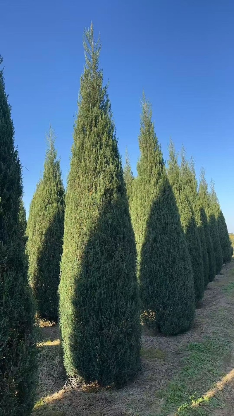 塔柏圆柏柏树1-8米高