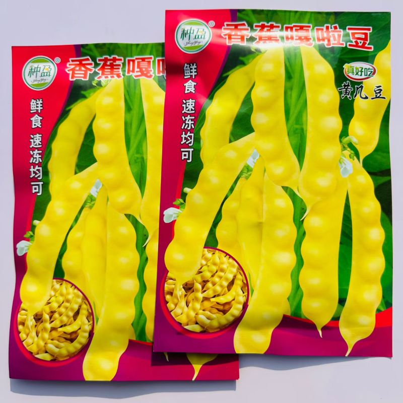 香蕉嘎啦豆黄几豆种子黄香蕉油豆角种子无筋无柴豆鼓面香
