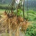 【实力】精品艾草产地直发货源充足保质保量诚信为本