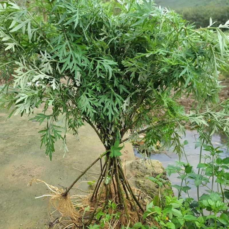 【实力】精品艾草产地直发货源充足保质保量诚信为本