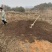 【实力】精品艾草产地直发货源充足保质保量诚信为本