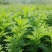 精品艾草产地直发自产自销干净无杂质新鲜采摘品质