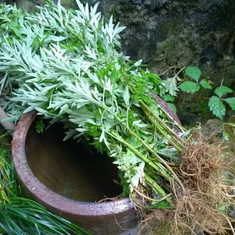 精品艾草产地直发自产自销干净无杂质新鲜采摘品质