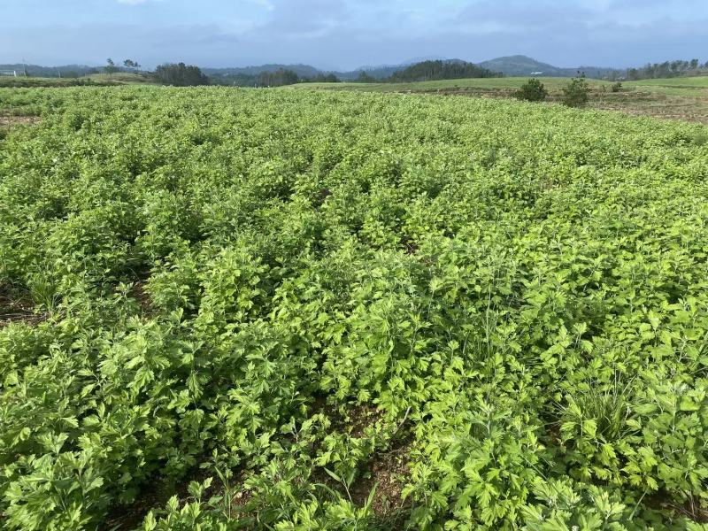 精品艾草产地直发自产自销干净无杂质新鲜采摘品质