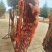 生鲜土黄牛肉