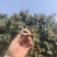 海南最早桂花香，一件代发，电商，商超可供货。