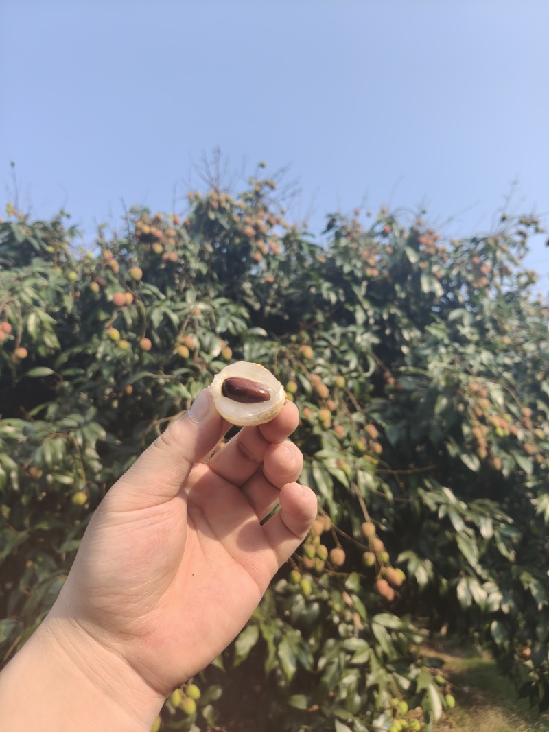 海南最早桂花香，一件代发，电商，商超可供货。