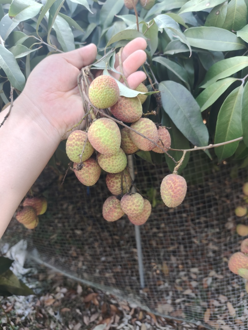 海南最早桂花香，一件代发，电商，商超可供货。