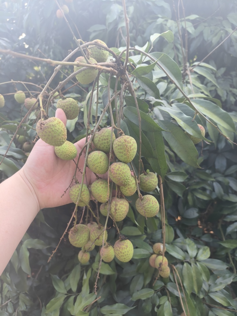 海南最早桂花香，一件代发，电商，商超可供货。