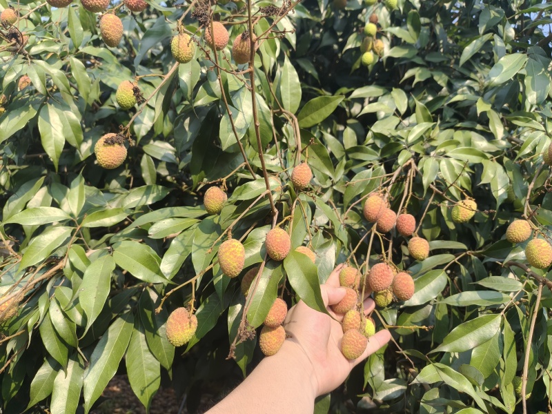 海南最早桂花香，一件代发，电商，商超可供货。