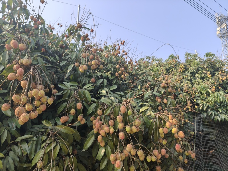 海南最早桂花香，一件代发，电商，商超可供货。