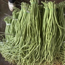 豆角豇豆长豆角大量有货新苗上市产地直销