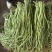 豆角豇豆长豆角大量有货新苗上市产地直销