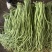 豆角豇豆长豆角大量有货新苗上市产地直销