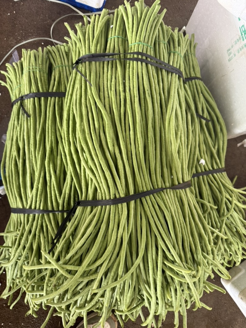 豆角豇豆长豆角大量有货新苗上市产地直销