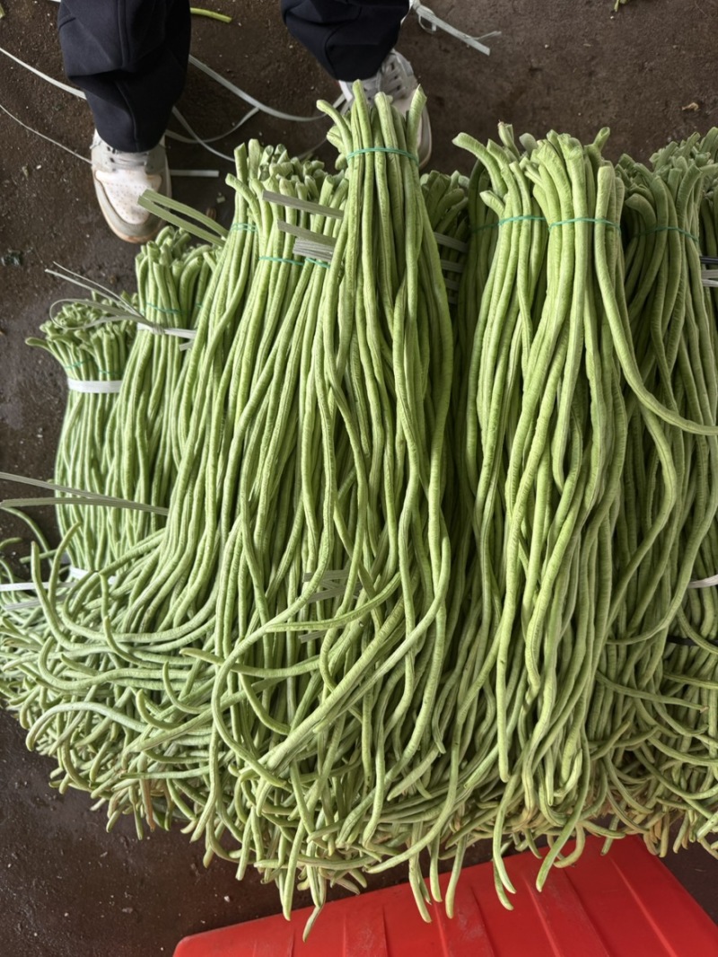豆角豇豆长豆角大量有货新苗上市产地直销