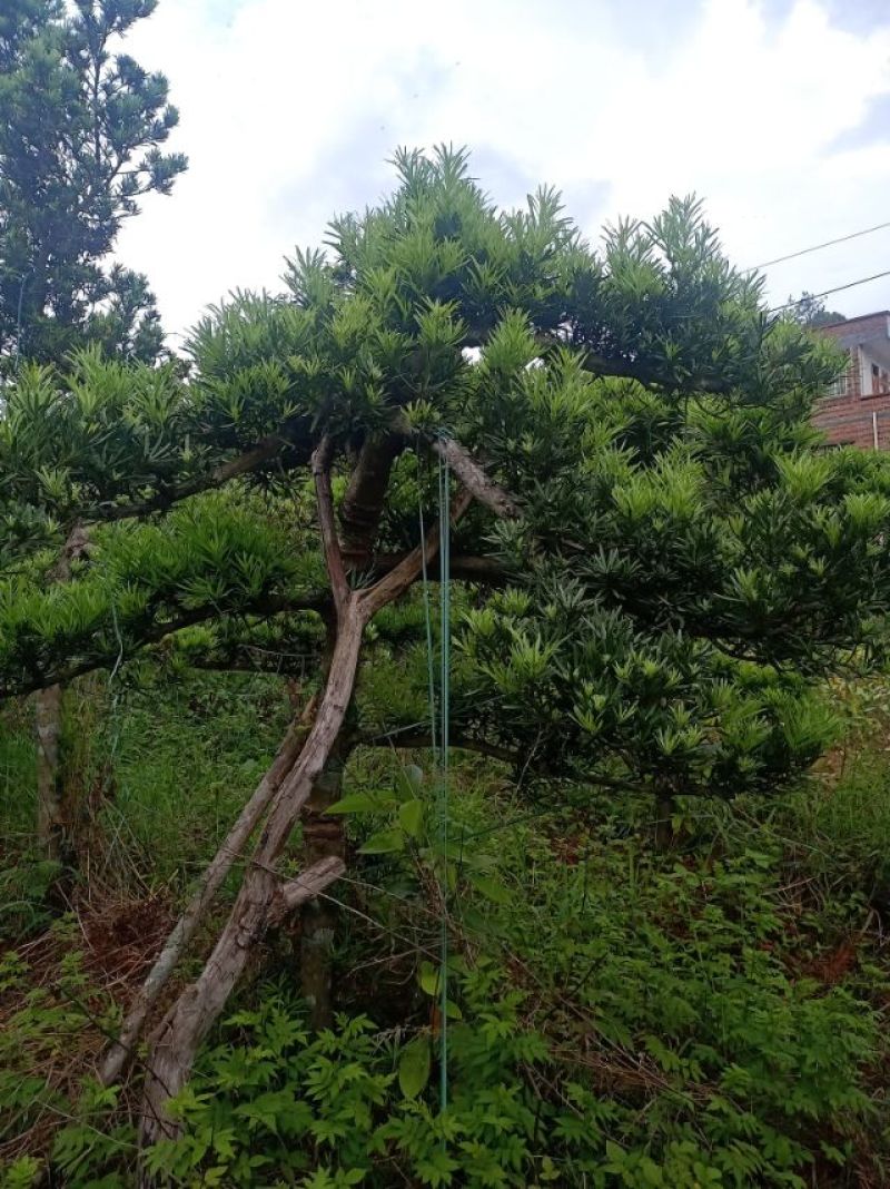 各种大型罗汉松，尺寸一米到一八左右，20年了，欢迎打搅！