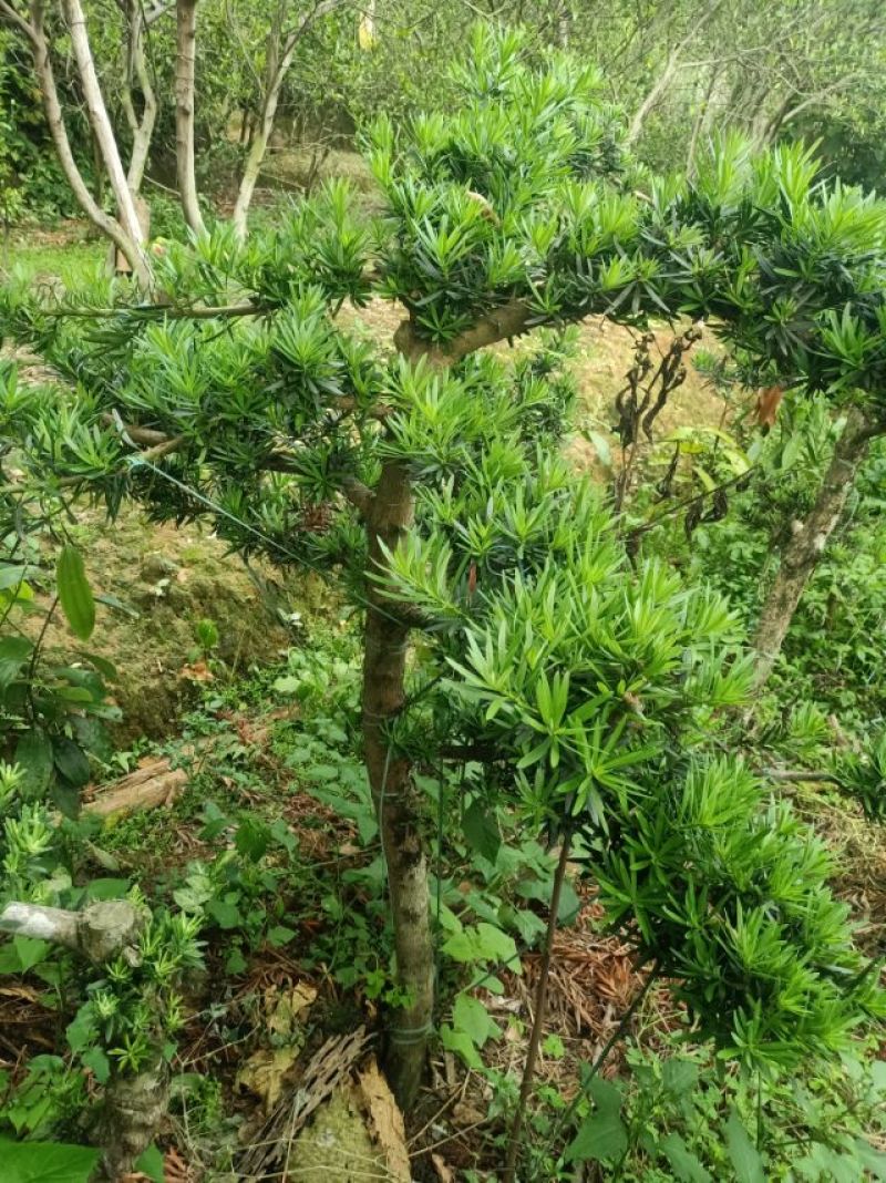 各种大型罗汉松，尺寸一米到一八左右，20年了，欢迎打搅！