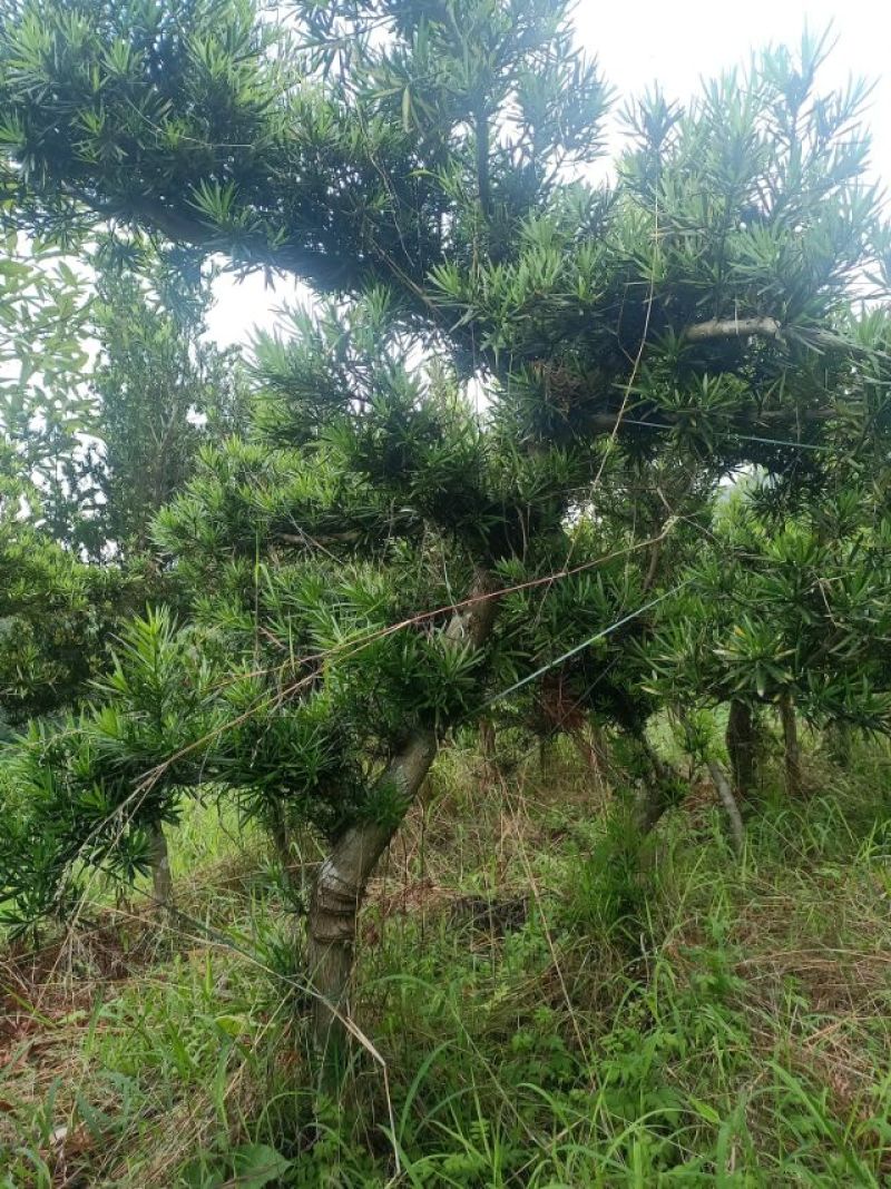 各种大型罗汉松，尺寸一米到一八左右，20年了，欢迎打搅！