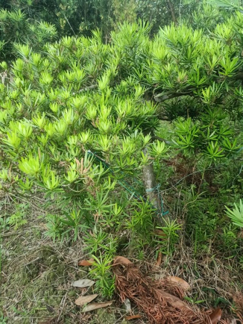 各种大型罗汉松，尺寸一米到一八左右，20年了，欢迎打搅！