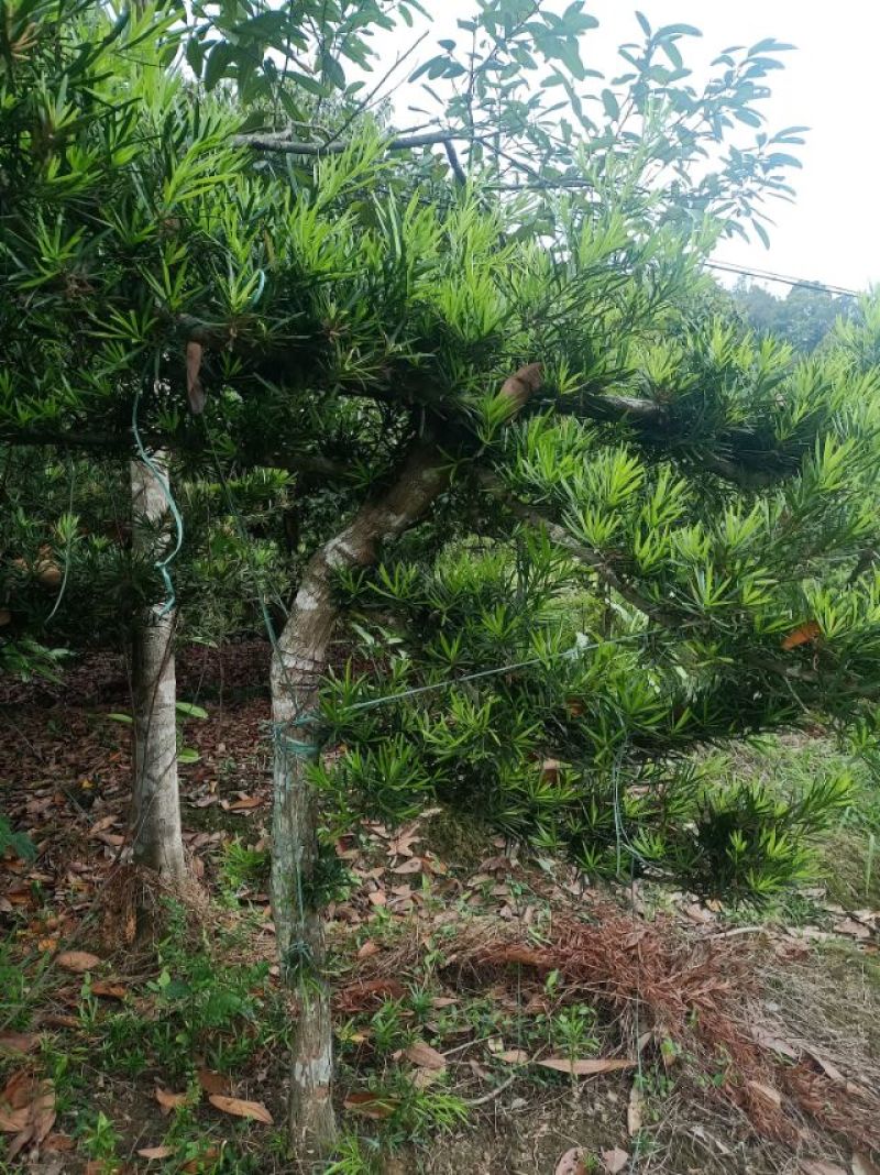 各种大型罗汉松，尺寸一米到一八左右，20年了，欢迎打搅！