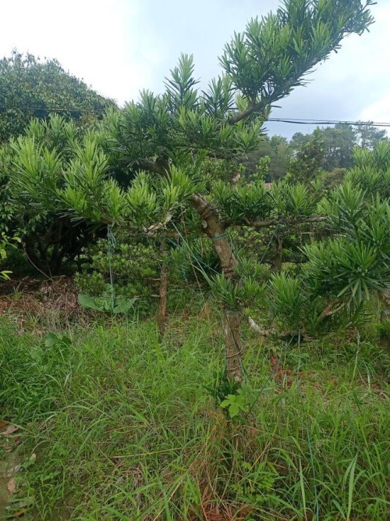 各种大型罗汉松，尺寸一米到一八左右，20年了，欢迎打搅！