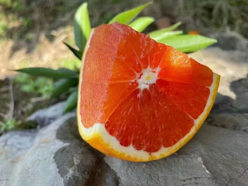 秭归脐橙
