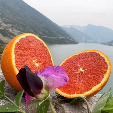 秭归脐橙