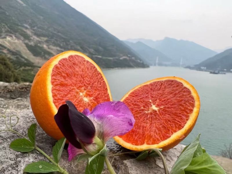 秭归脐橙