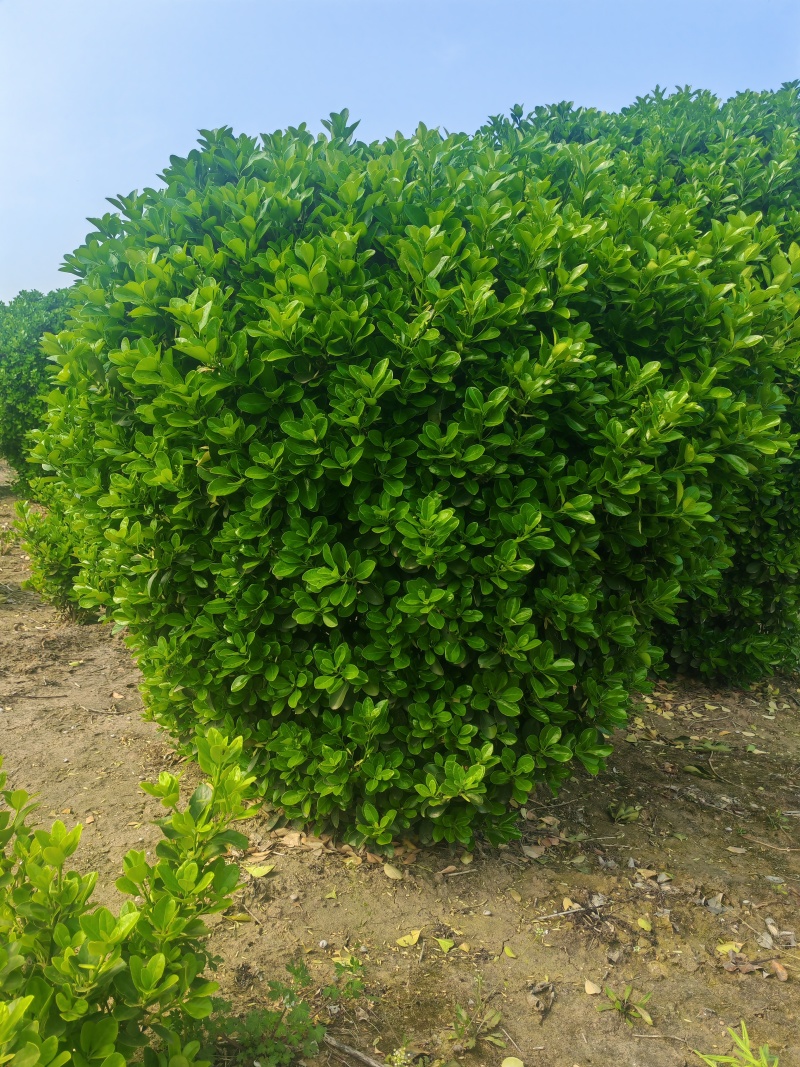 大叶黄杨球