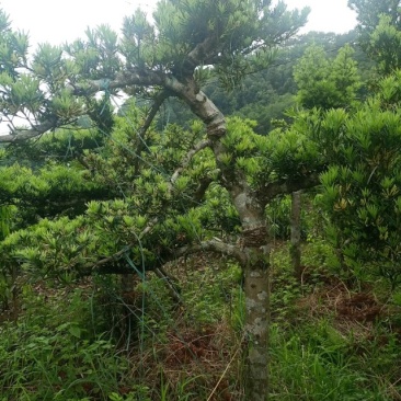 各种大型罗汉松，尺寸一米到一八左右，20年了，欢迎打搅！
