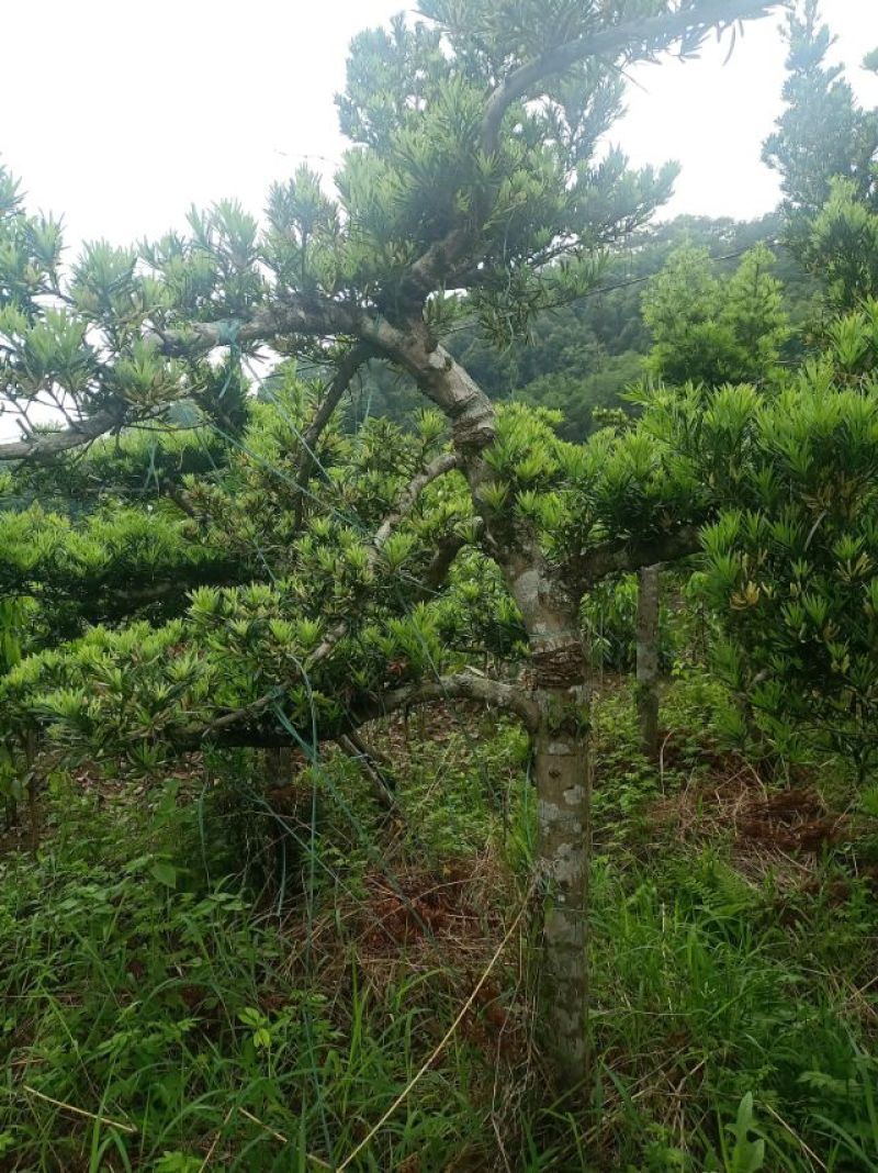 各种大型罗汉松，尺寸一米到一八左右，20年了，欢迎打搅！
