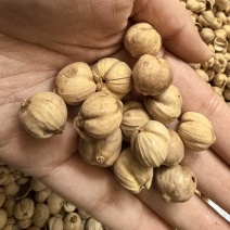 紫蔻精选无杂只卖好货品质保证价格实惠