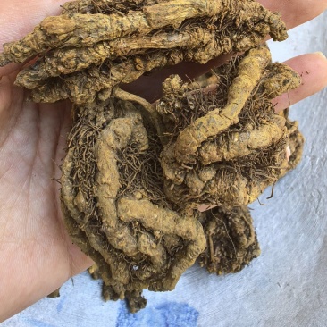 黄连鸡爪连无杂质只买好货品质保证价格实惠