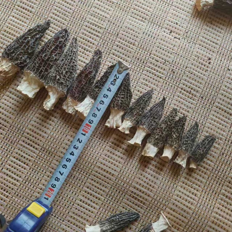 3-5厘米羊肚菌干货自种自产全程烘干无硫等级齐全