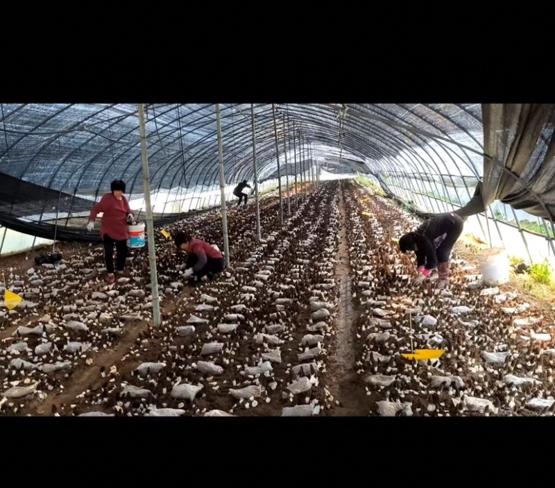 3-5厘米羊肚菌干货自种自产全程烘干无硫等级齐全