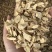 黄芪泡茶产地一手货源品质保证价格实惠