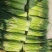 蒜苔产地一手货源代收代发，零担整车可长期合作