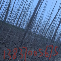 107杨树苗