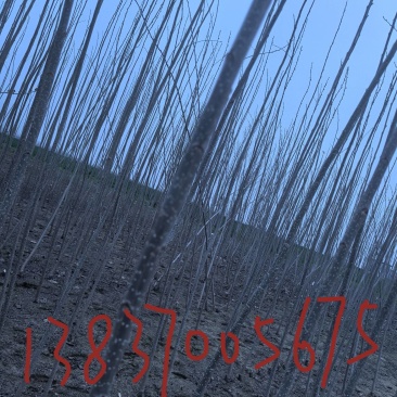 107杨树苗