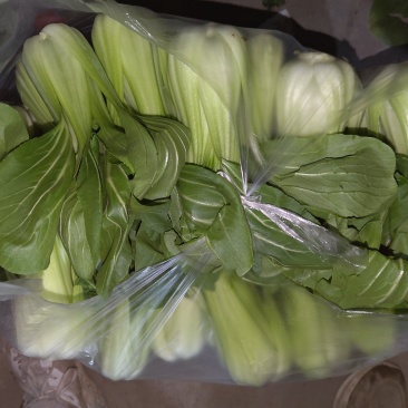 小油菜