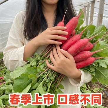 山东产地沂蒙山红皮萝卜大量上市对接各大电商市场商超