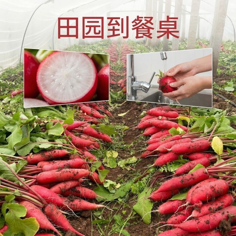 山东产地沂蒙山红皮萝卜大量上市对接各大电商市场商超