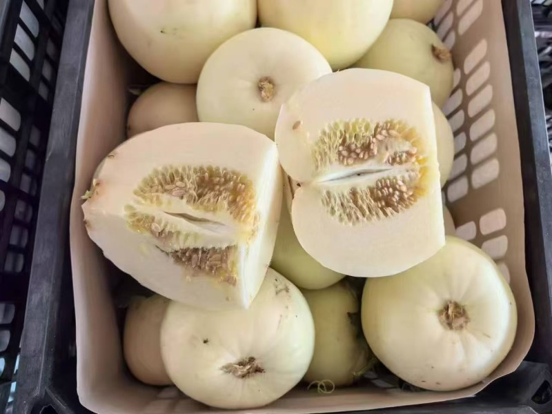 砀山小白瓜白玉甜瓜砀山白莎蜜甜瓜代收代发全国
