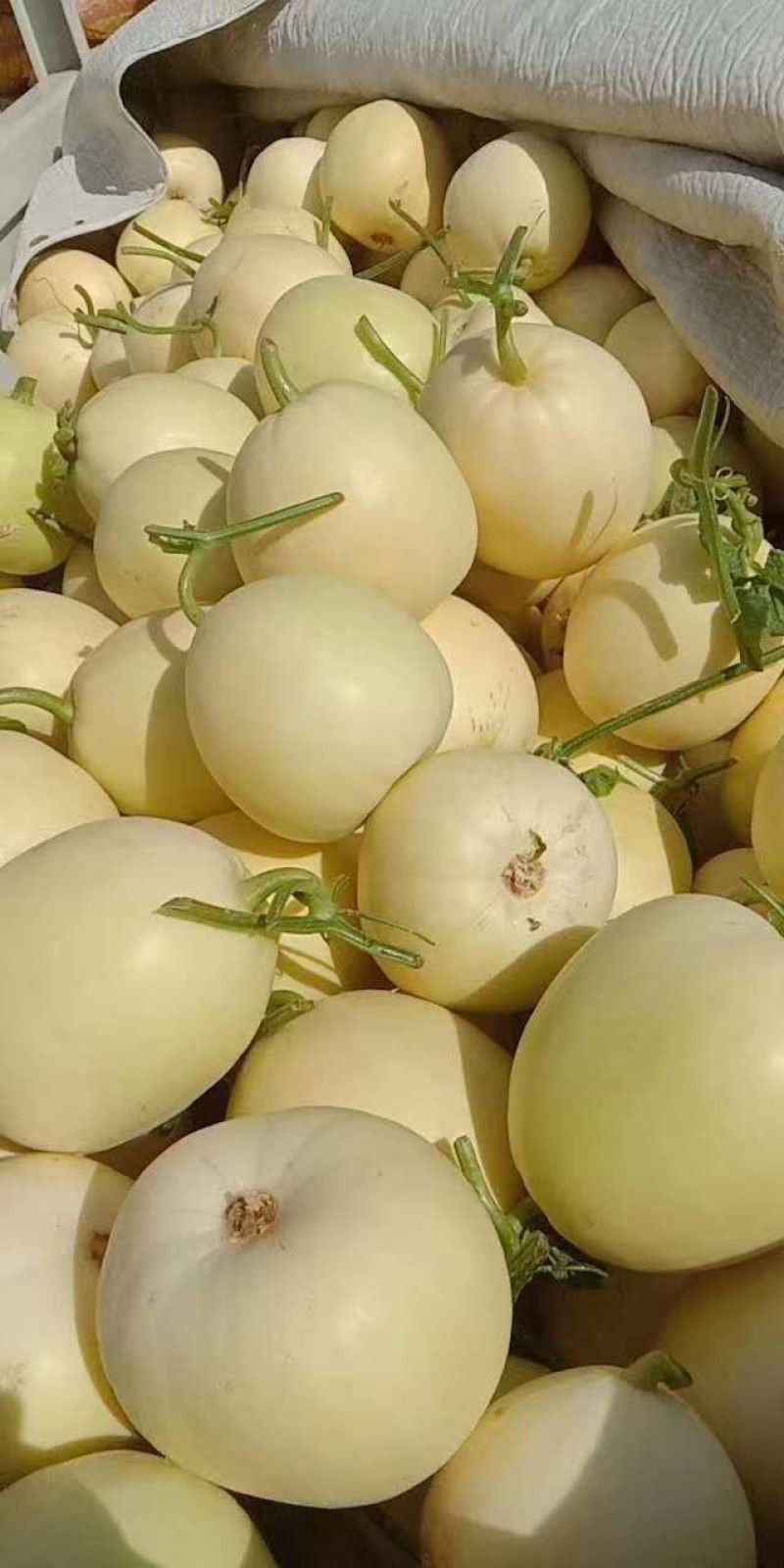 伊丽莎白甜瓜白玉甜瓜砀山小白瓜货源稳定代收代发全国