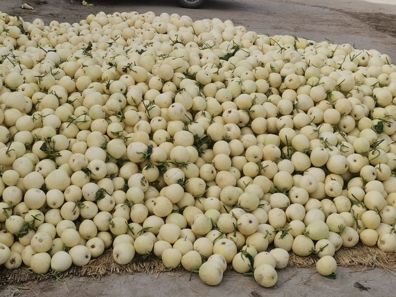 伊丽莎白甜瓜白玉甜瓜砀山小白瓜货源稳定代收代发全国